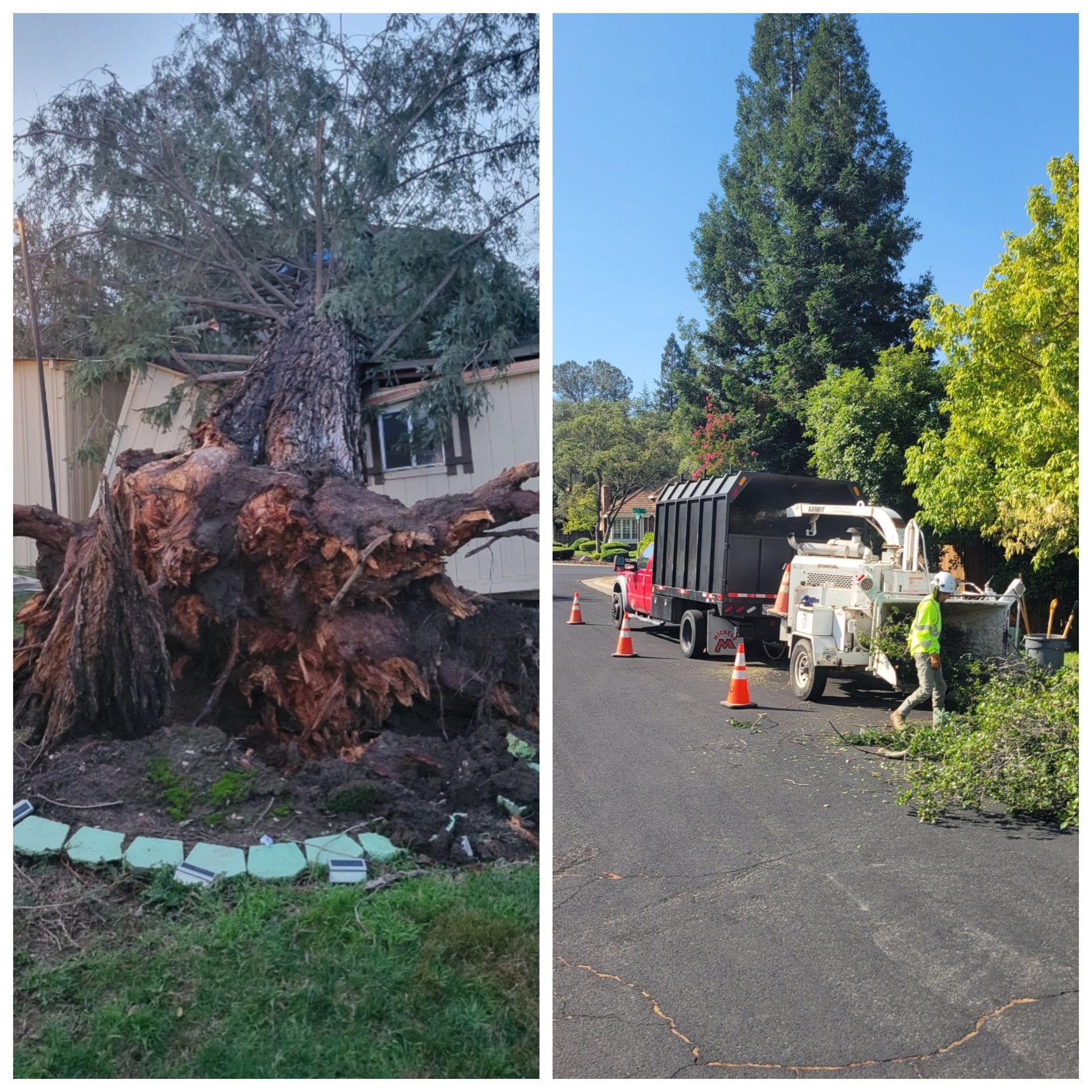 Fallen tree on house; removal in progress. Large tree uprooted, resting on building. Workers near a chipper.