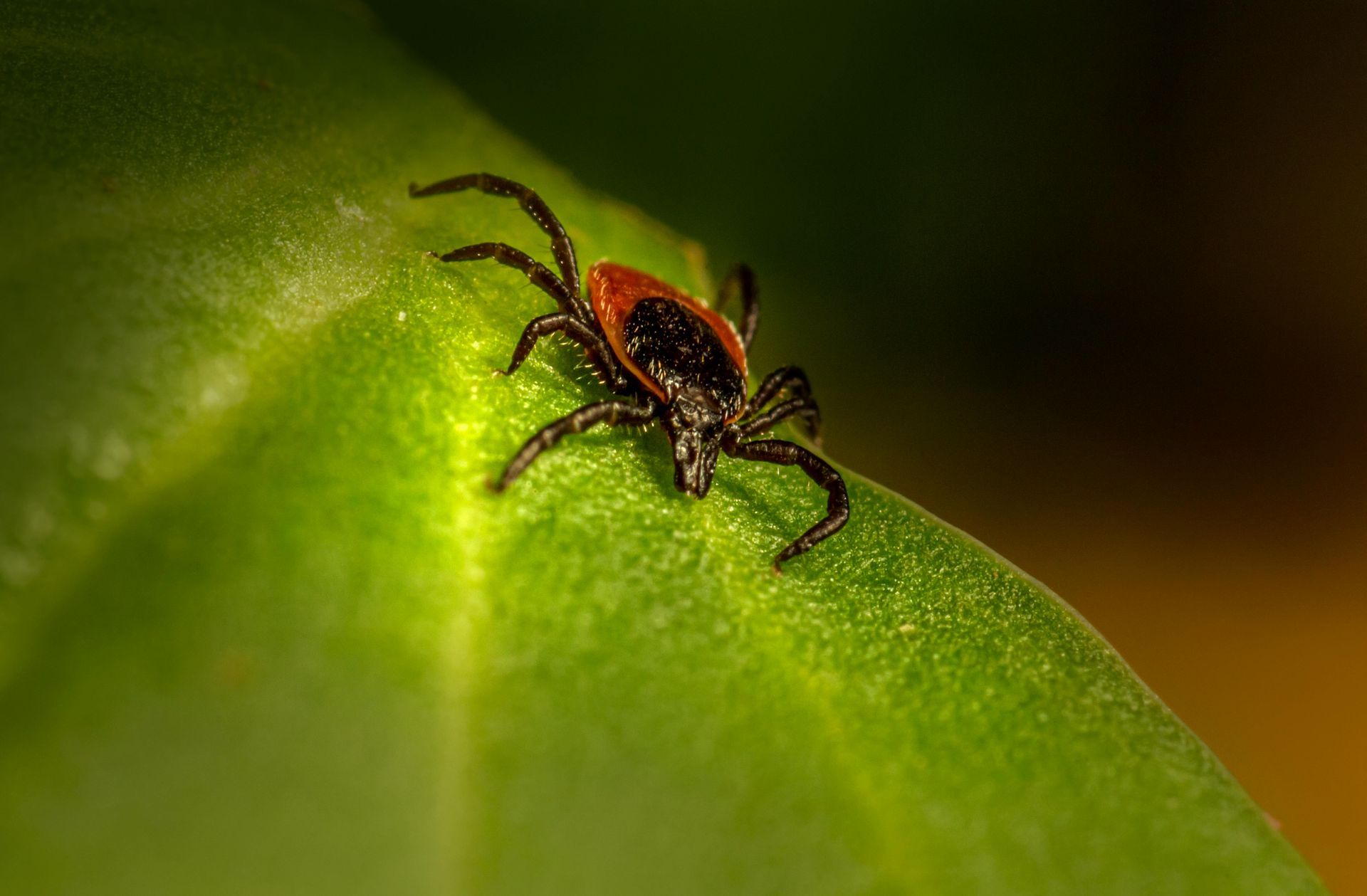 Tick on a green leaf. It is black with a red spot on its back.