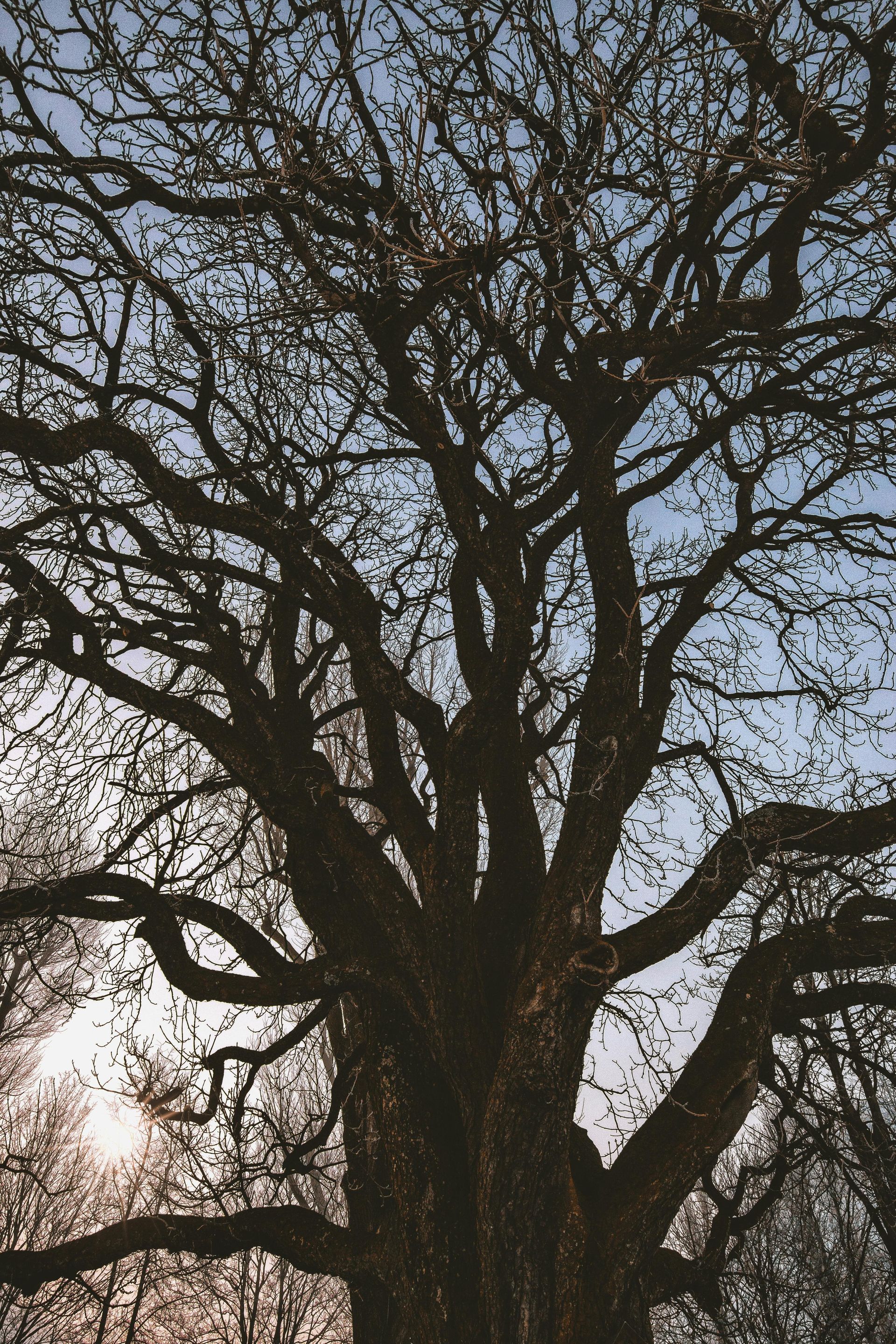Silhouette of a large tree against a bright sky, its bare branches reaching upwards.