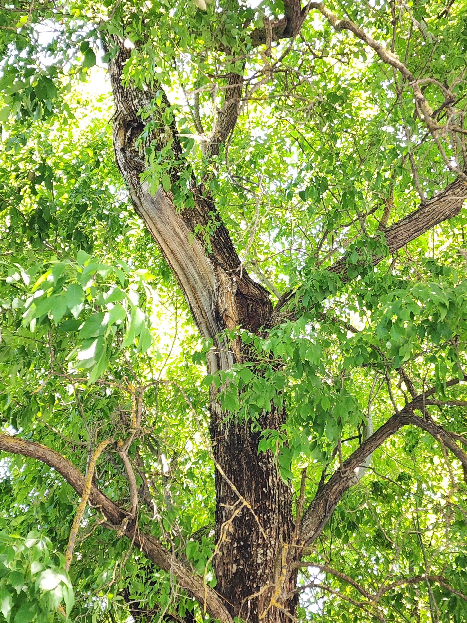 Green tree with dark trunk and branches against bright sky.