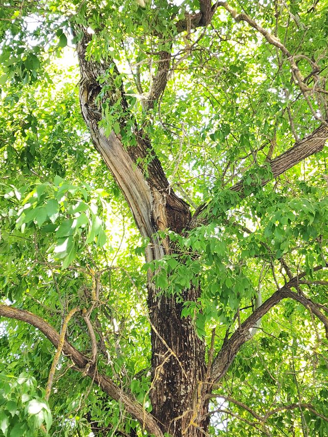 Tree with dark bark and green leaves, bright sunlight filters through the canopy.