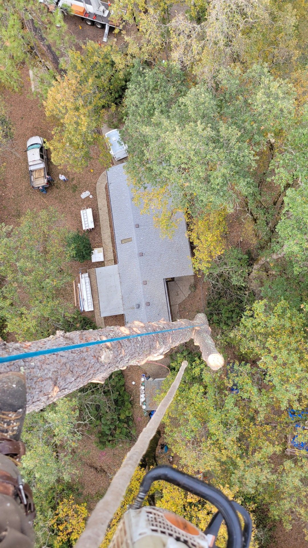 A tree climber with a chainsaw, cutting a tree branch with a building in the background.