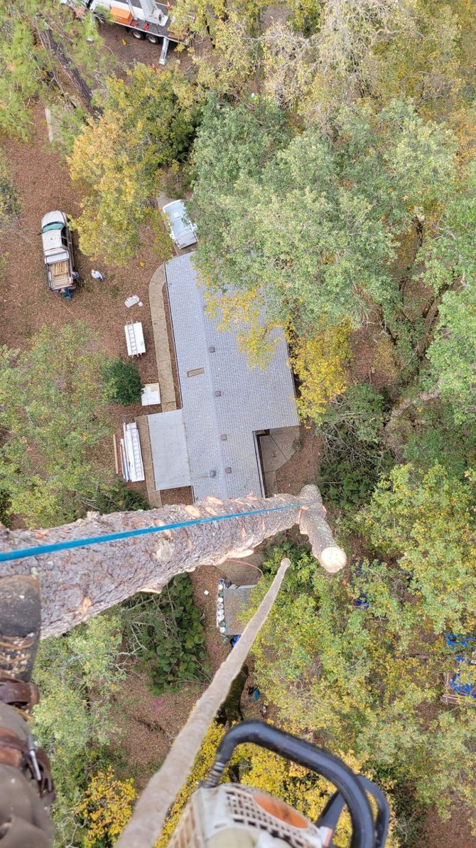 Overhead view of a tree being trimmed with a chainsaw near a house with a gray roof and autumn foliage.