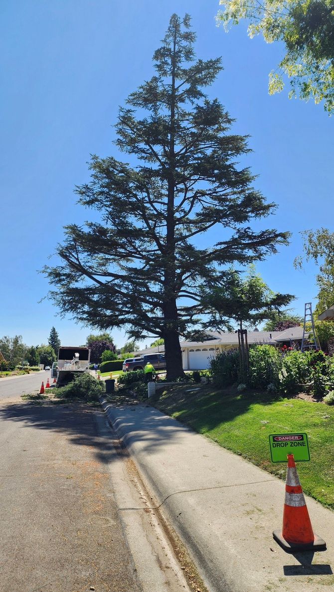 Tall tree shaped like a fir, stands on the side of a road. Green grass and blue sky.