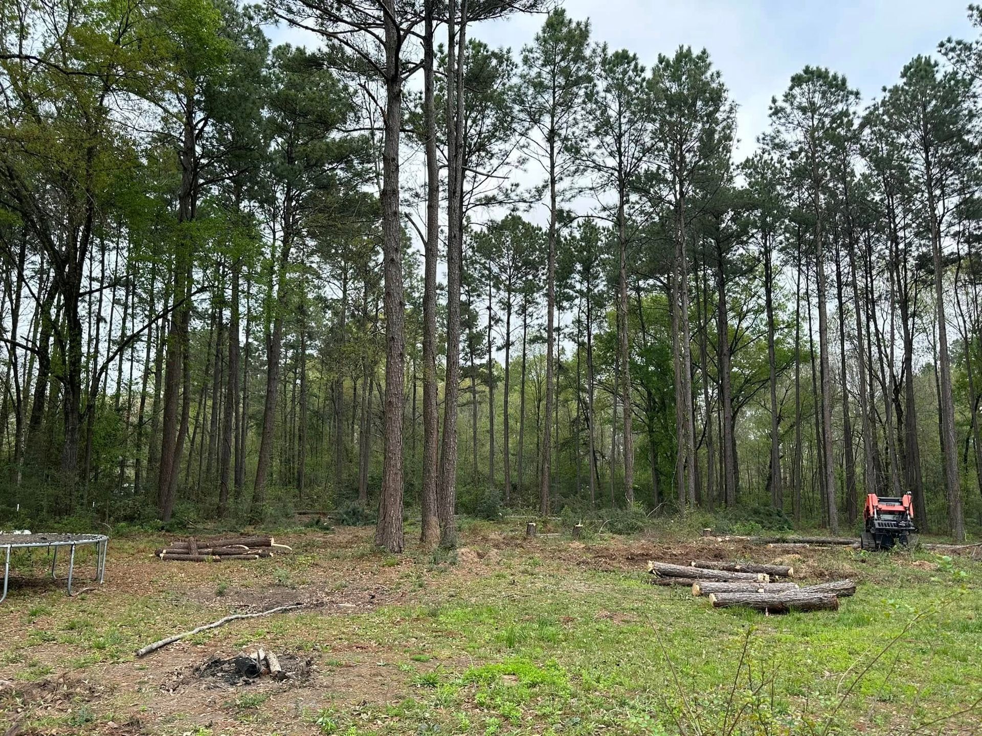 A clearing in a forest with cut logs and a small vehicle. Tall trees are in the background.
