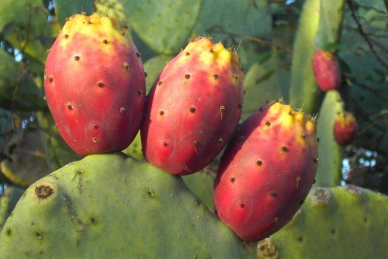 With the pressure on water sources projected to rise in the future, cactus pears could become one of the important crops for the 21st century.
