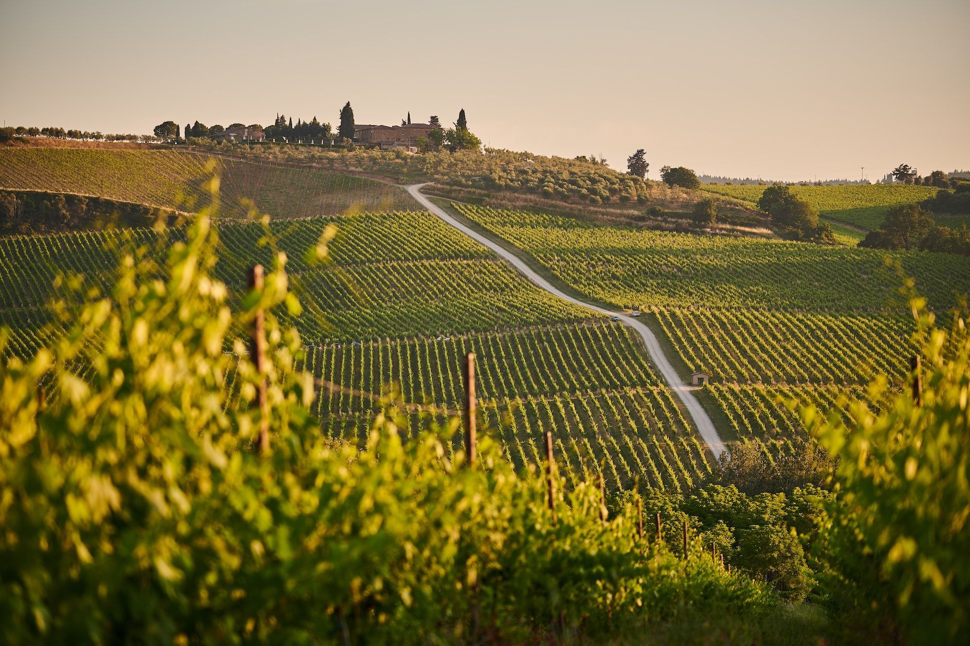 vineyard-on-hill-top