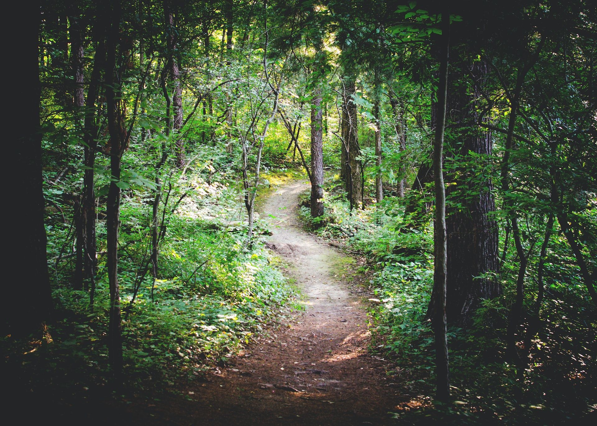 hiking-trail-through-forest