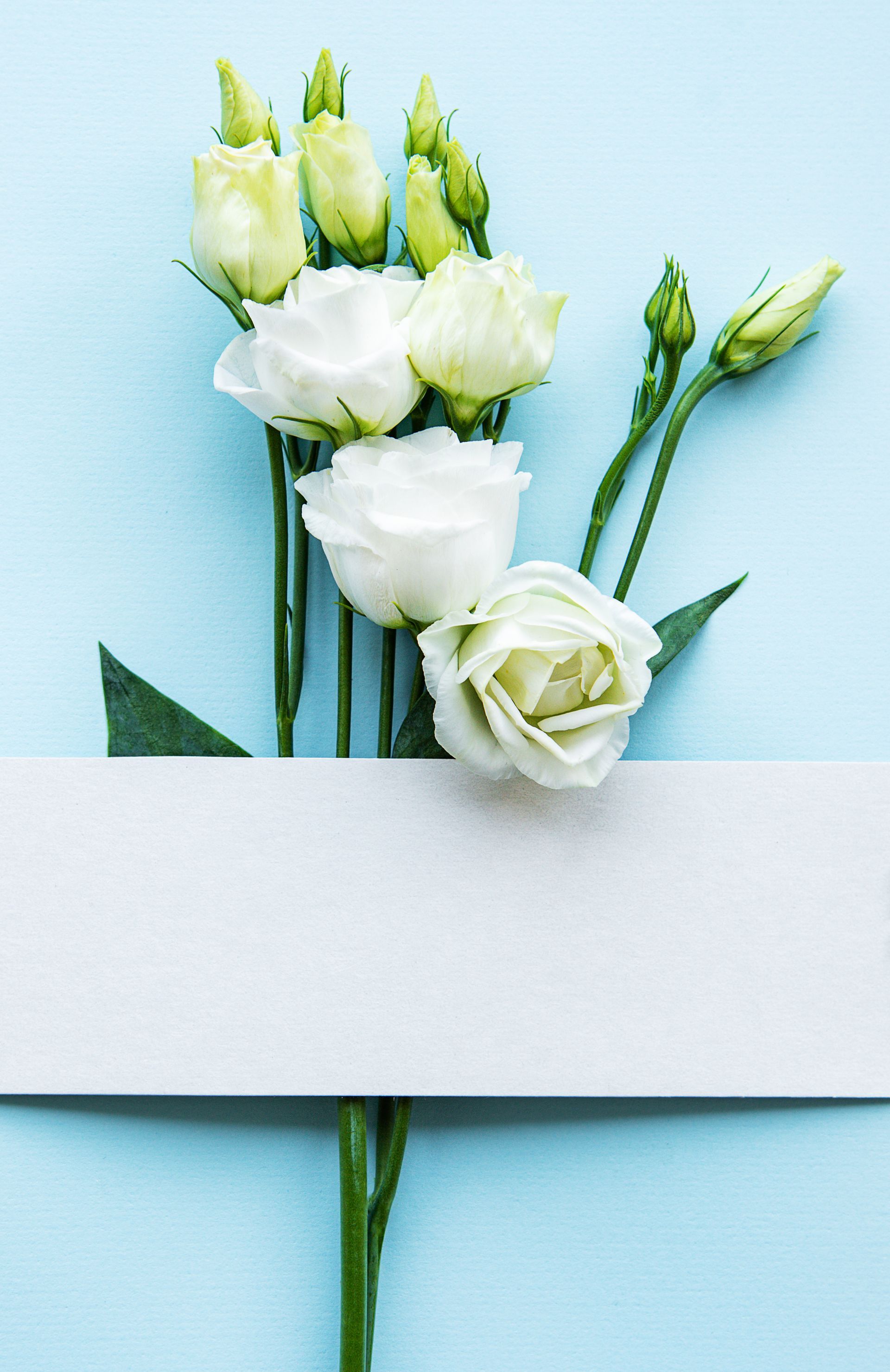a bouquet of white roses and a white card on a blue background .