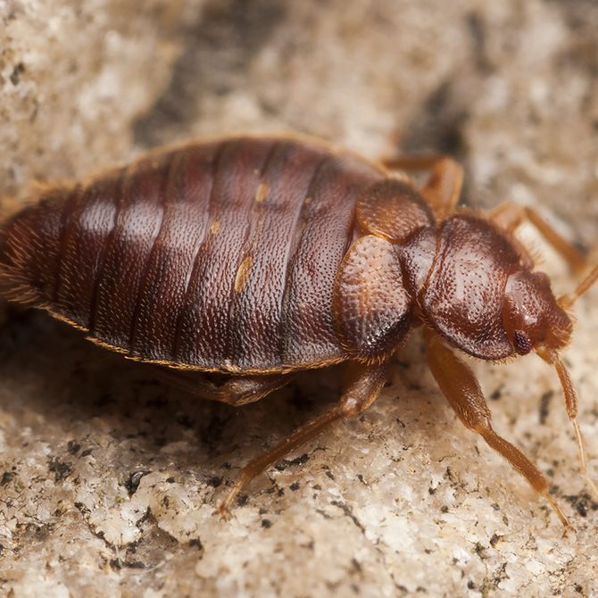 Bed Bug On Ground