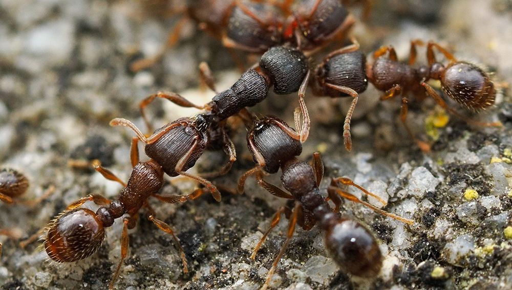 Pavements Ants