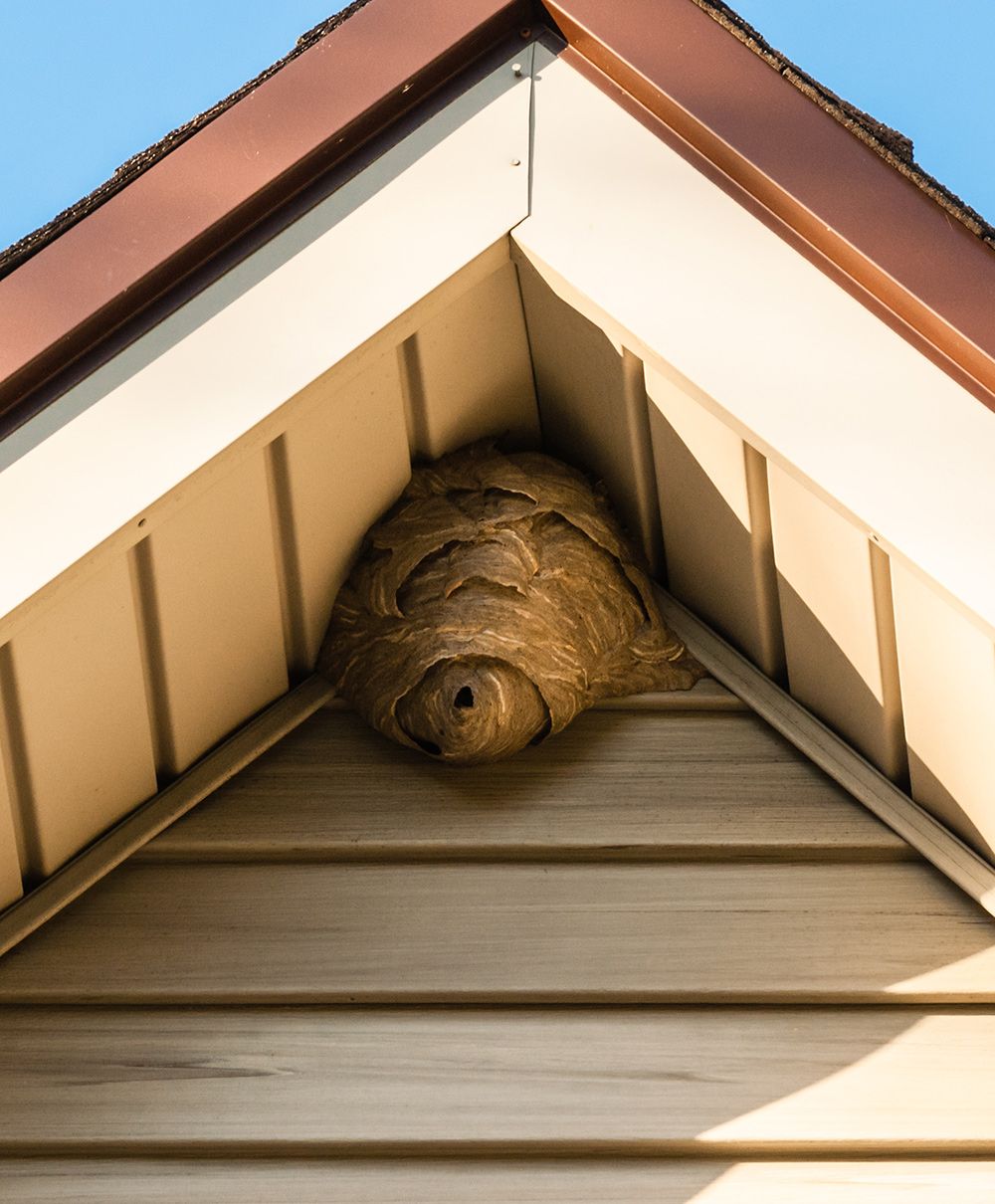 Wasp Nest On Roof