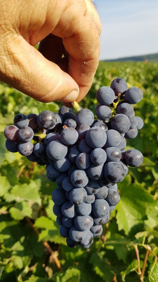 Une personne tient une grappe de raisin bleu dans sa main.