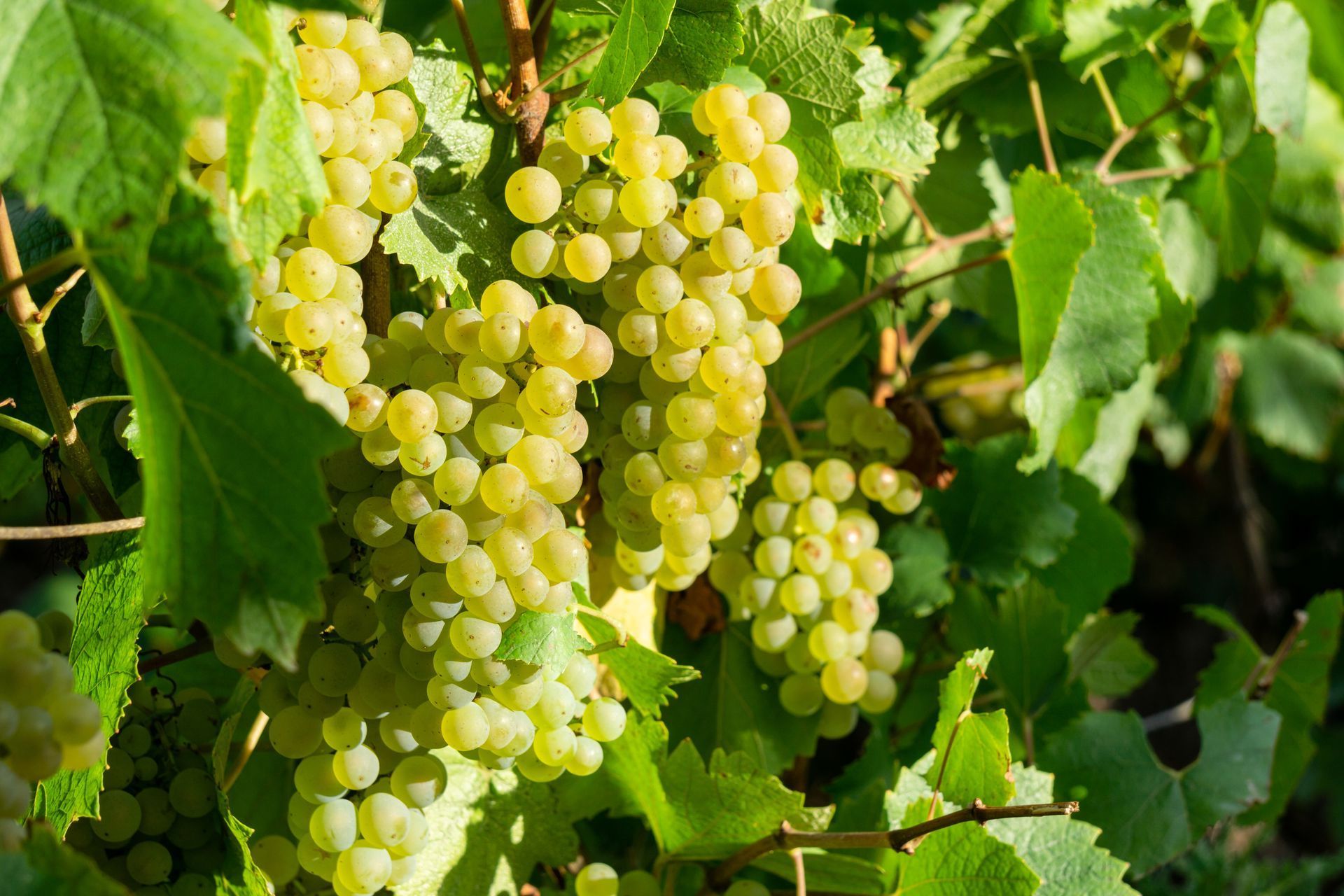 Une grappe de raisin blanc poussant sur une vigne avec des feuilles vertes.