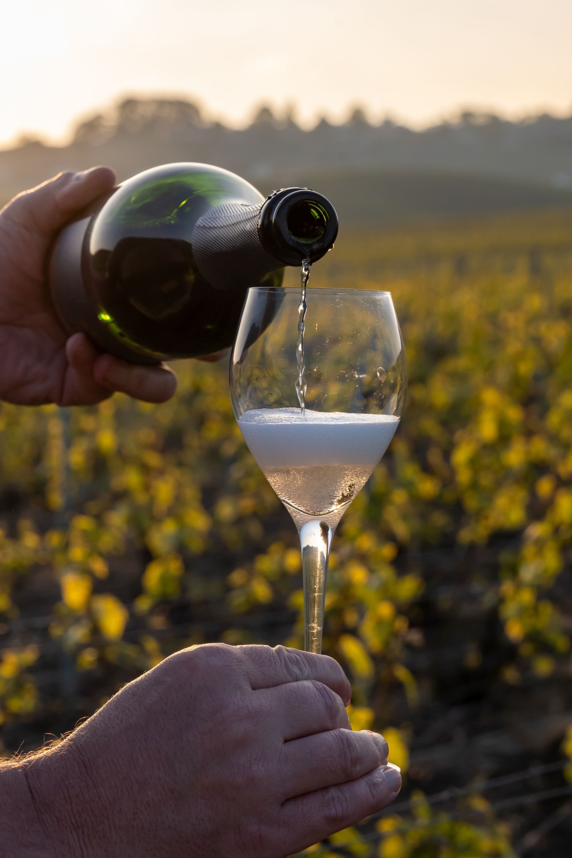 Une personne verse du vin dans un verre dans un vignoble.