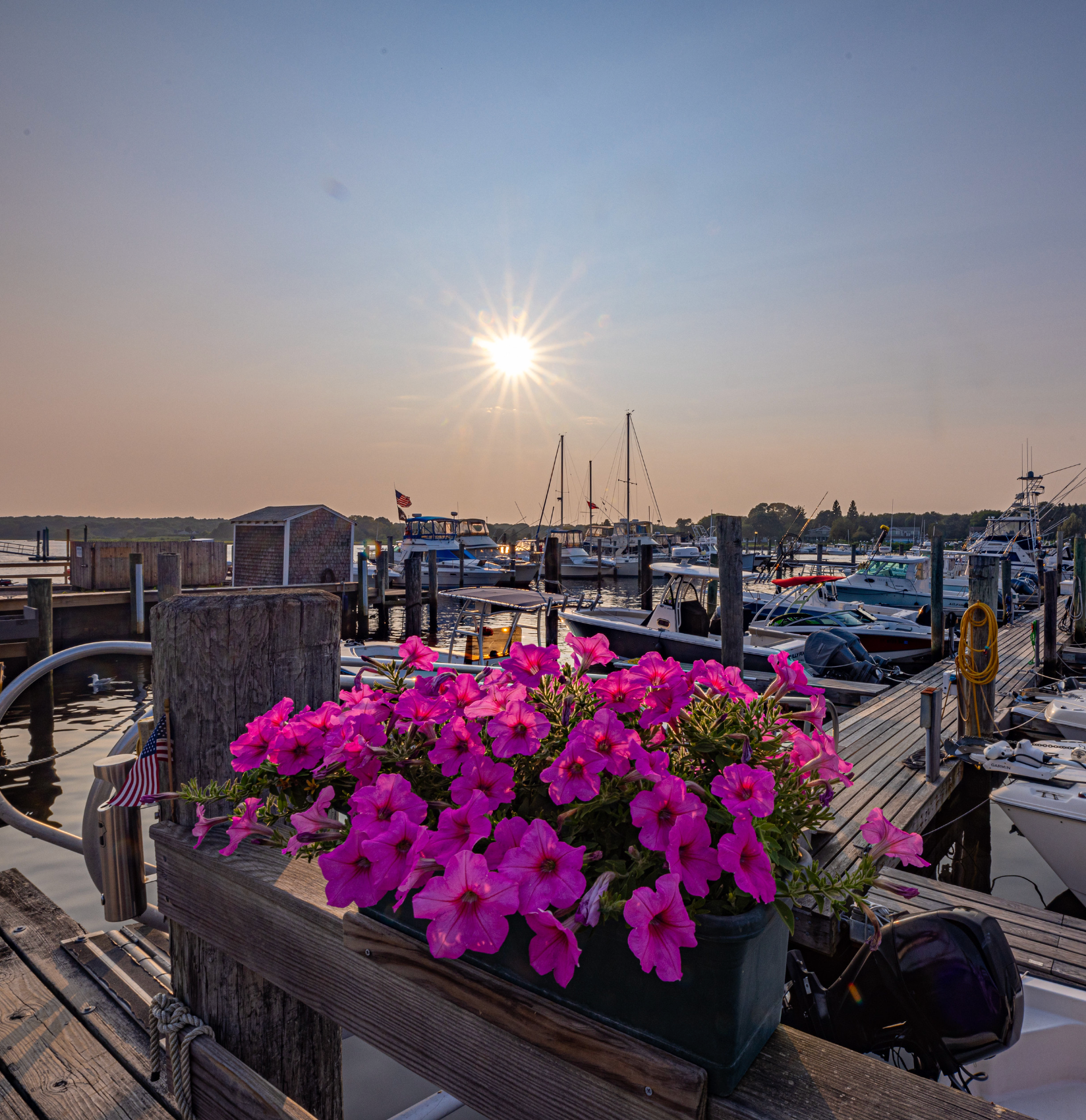 A bunch of pink flowers are sitting on a wooden fence