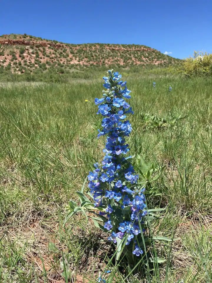 A small blue flower is growing in the middle of a grassy field.