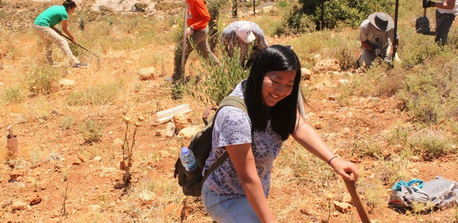 A group of people are working in a olive field.