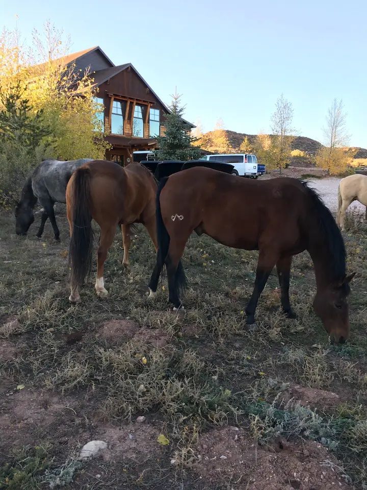 A herd of horses grazing in a field in front of a house.