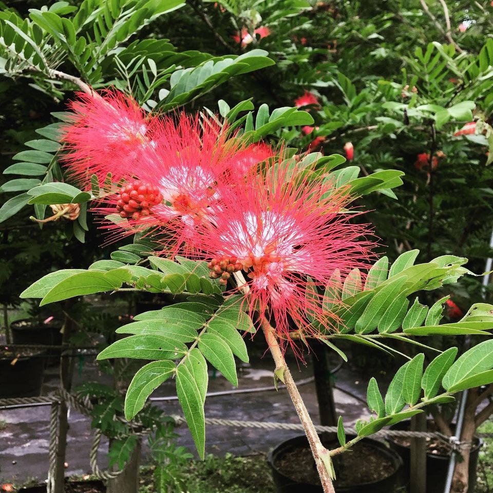 Fruit Trees and Hardwoods Jacksonville FL Unique Plants and Palms