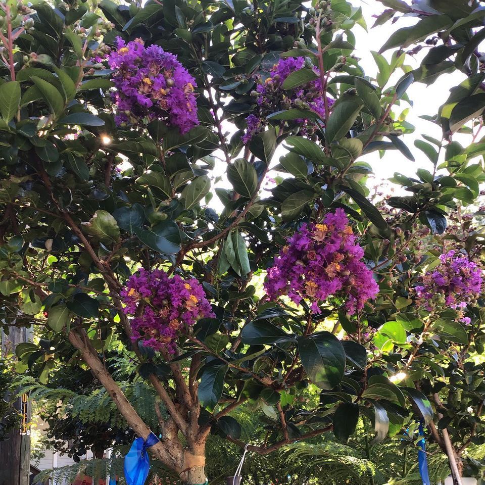 Crepe Myrtles — Jacksonville, FL — Unique Plants and Palms