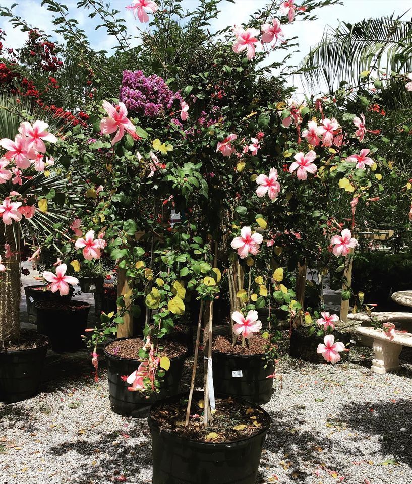 Fruit Trees and Hardwoods Jacksonville FL Unique Plants and Palms