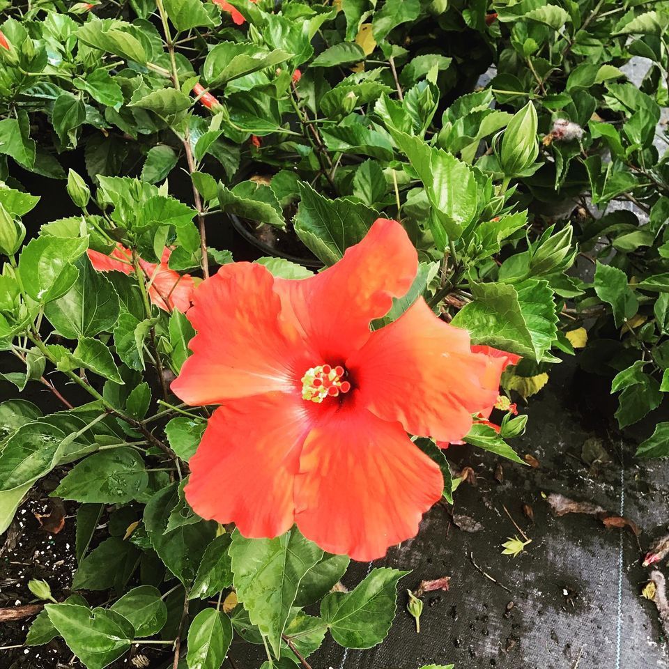 Red Hibiscus — Jacksonville, FL — Unique Plants and Palms