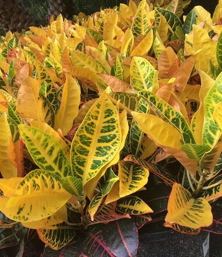 philodendron giant LP PHILODENDRON IMPERIAL GREEN 6.5 IN – Hefty Harvest main image 1