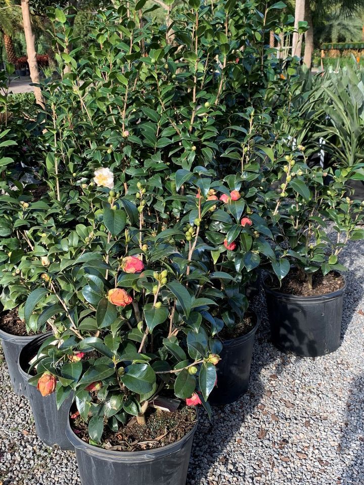 Buds of Camellias — Jacksonville, FL — Unique Plants and Palms