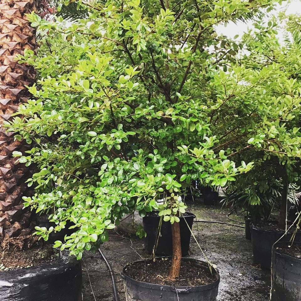Chinese Fringe Tree — Jacksonville, FL — Unique Plants and Palms