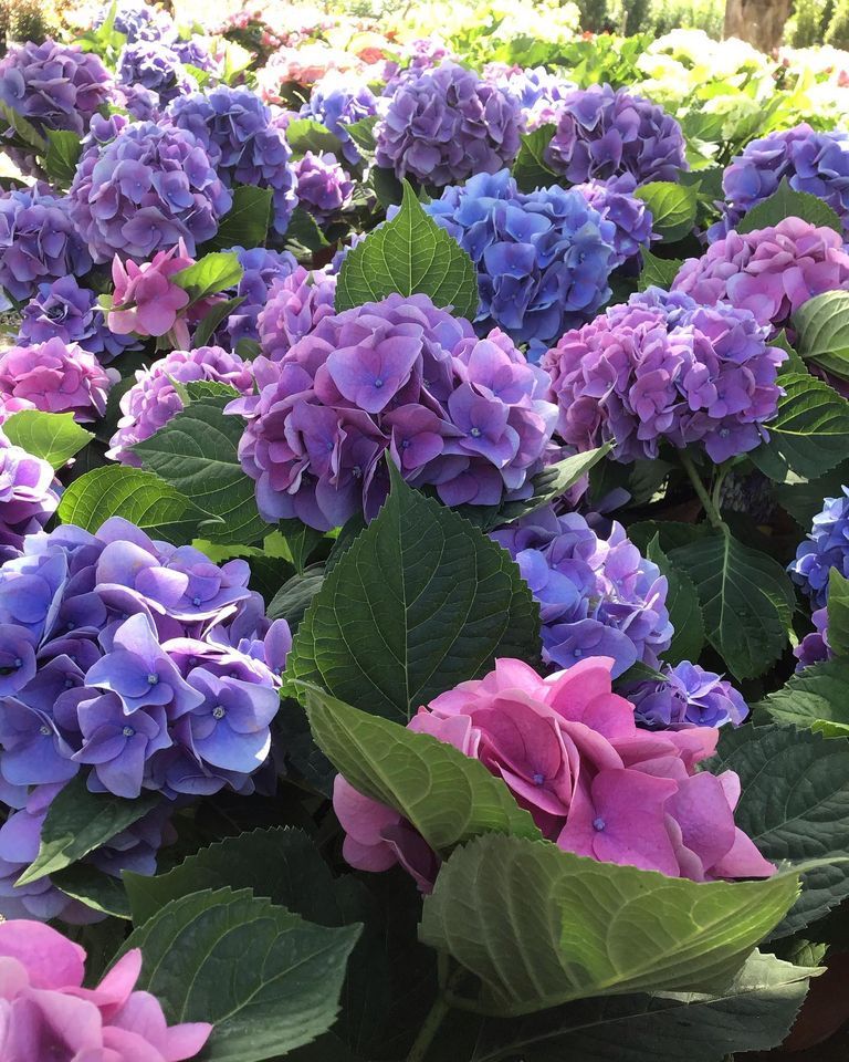 Beautiful Hydrangeas — Jacksonville, FL — Unique Plants and Palms