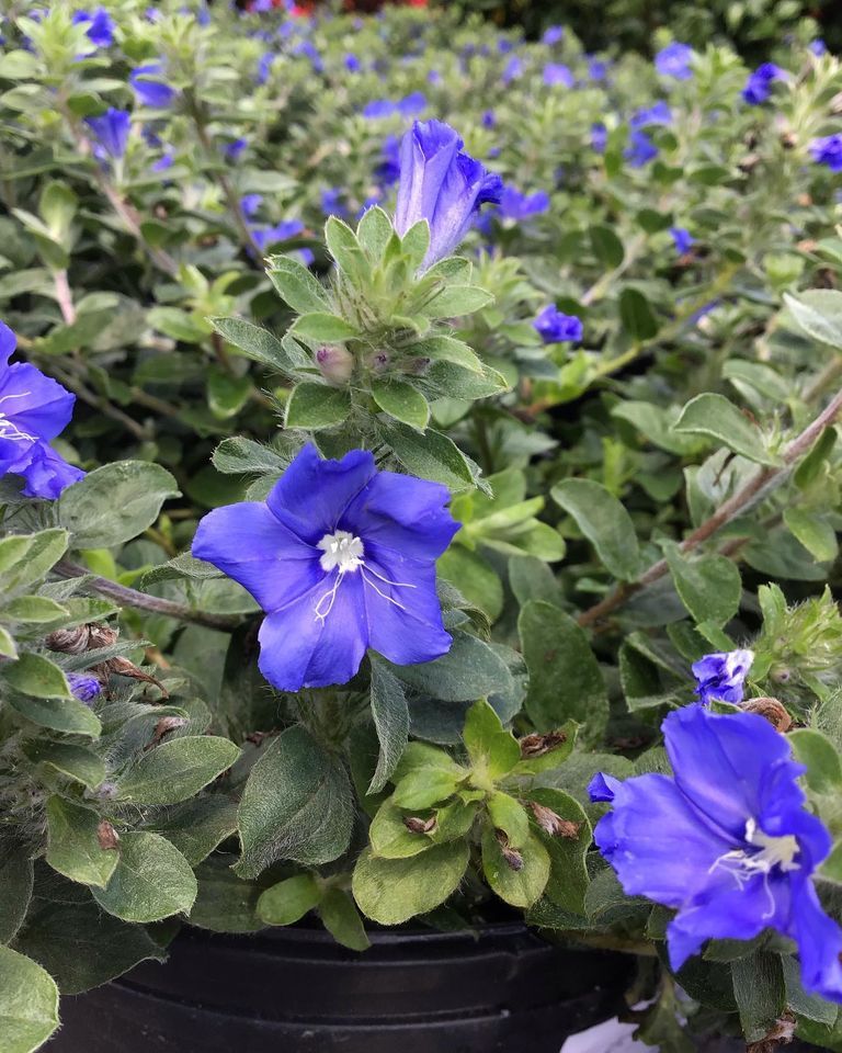 Beautiful Blue Flower — Jacksonville, FL — Unique Plants and Palms