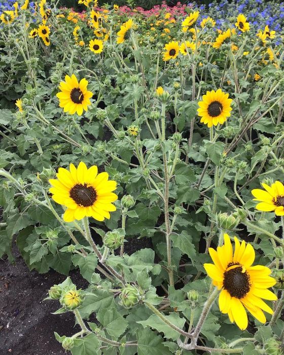 Garden Shop Jacksonville FL Unique Plants and Palms