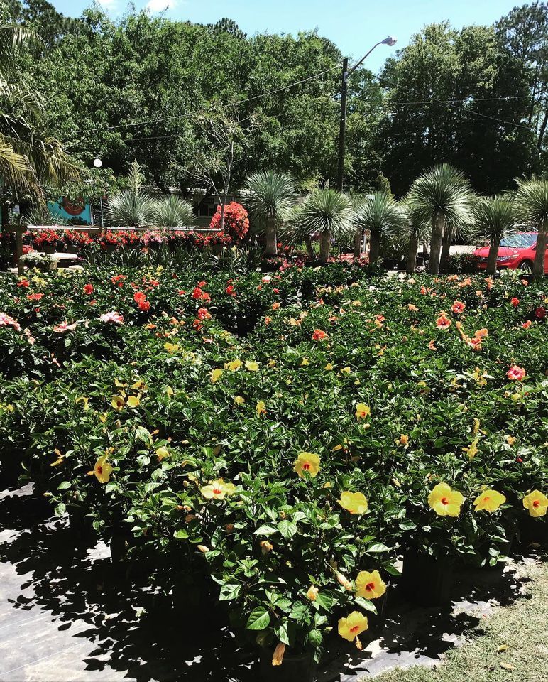Nursery Full of Flowers and Trees — Jacksonville, FL — Unique Plants and Palms
