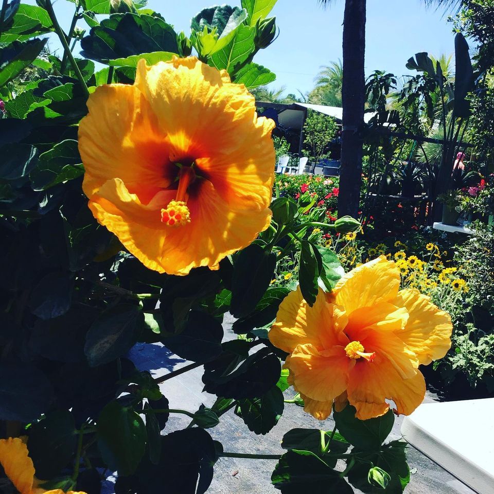 Orange Hibiscus Flowers — Jacksonville, FL — Unique Plants and Palms