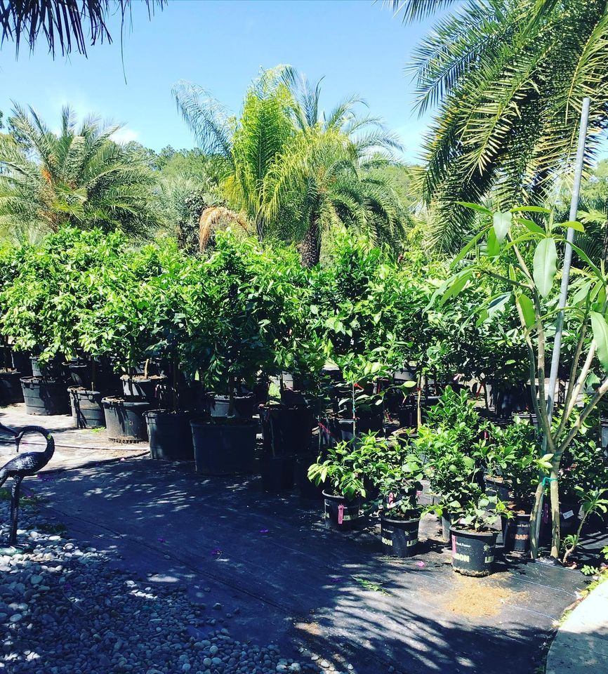 Citrus and Fruit Trees — Jacksonville, FL — Unique Plants and Palms
