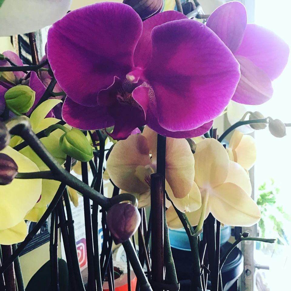 Colorful Orchids — Jacksonville, FL — Unique Plants and Palms