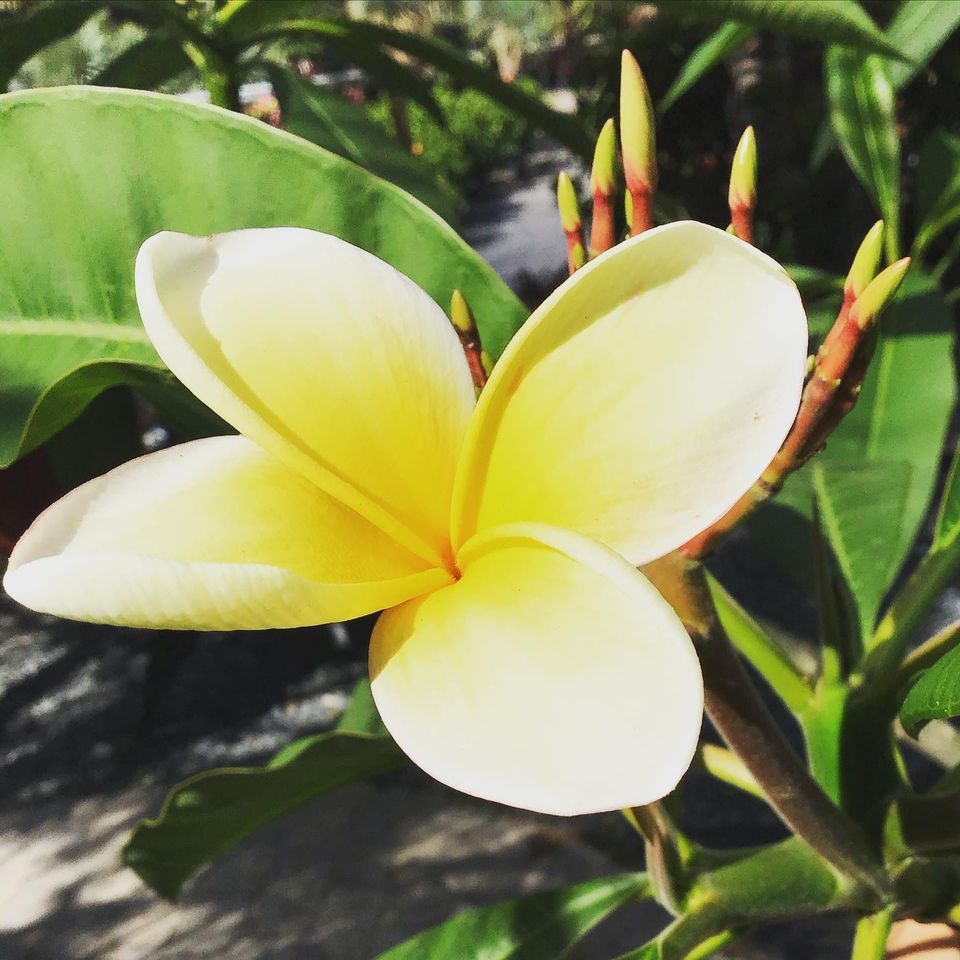 Yellow Plumeria — Jacksonville, FL — Unique Plants and Palms