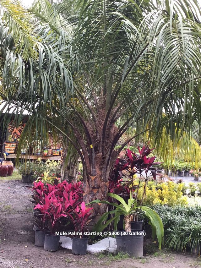 Beautiful Palms | Jacksonville FL | Unique Plants and Palms