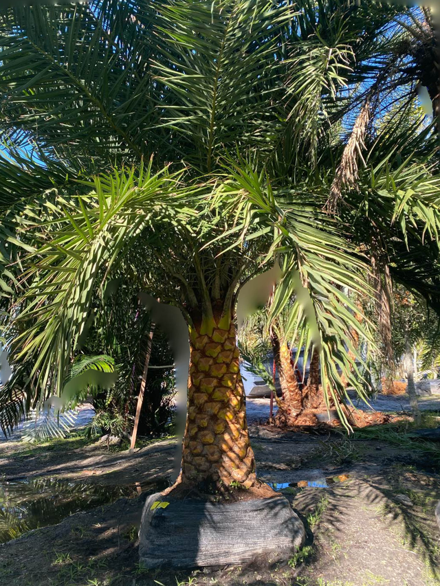 14K YWhite Gold Diamond Palm Tree Pendant St. Petersburg Florida