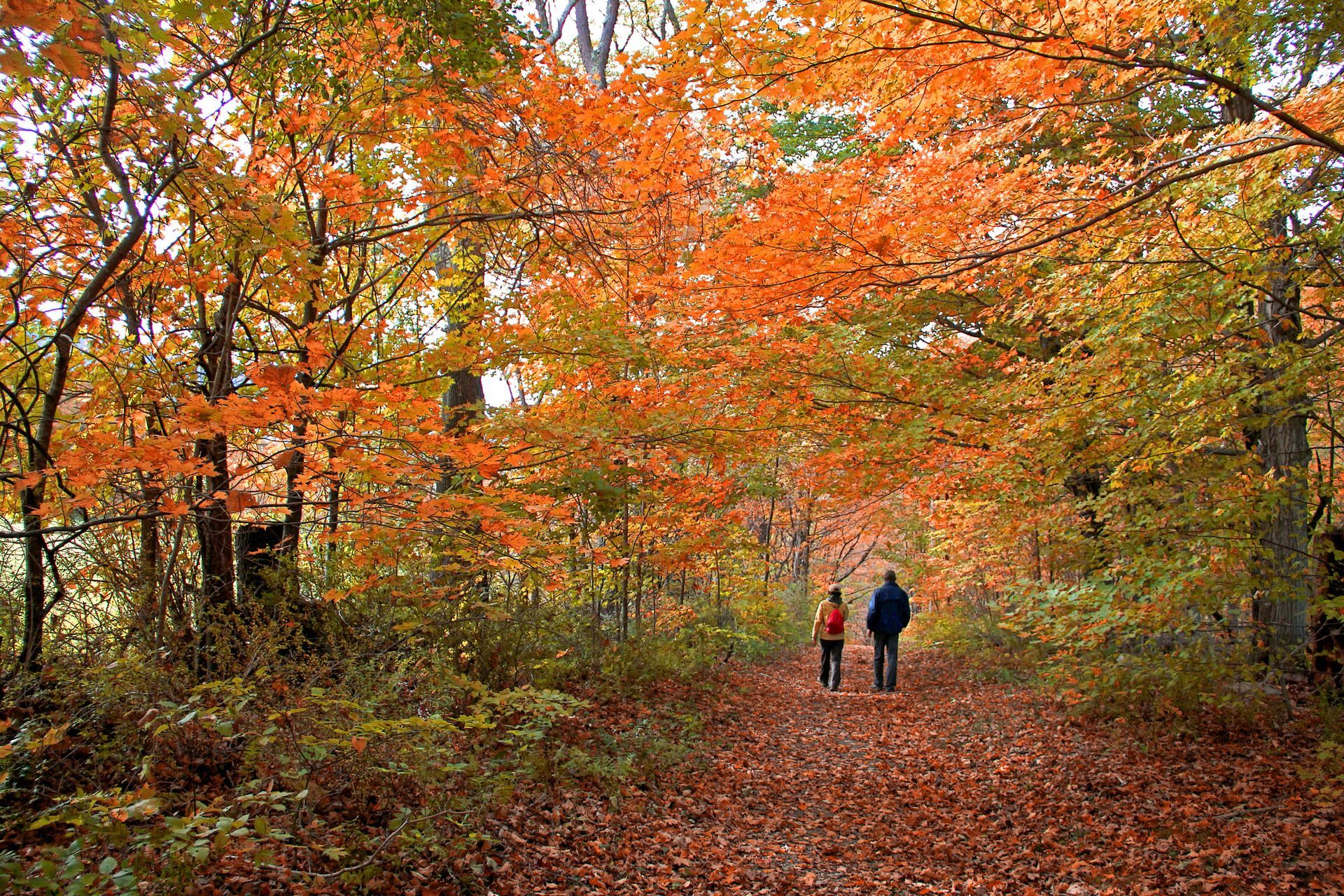 Two people are walking down a path in the woods covered in leaves.