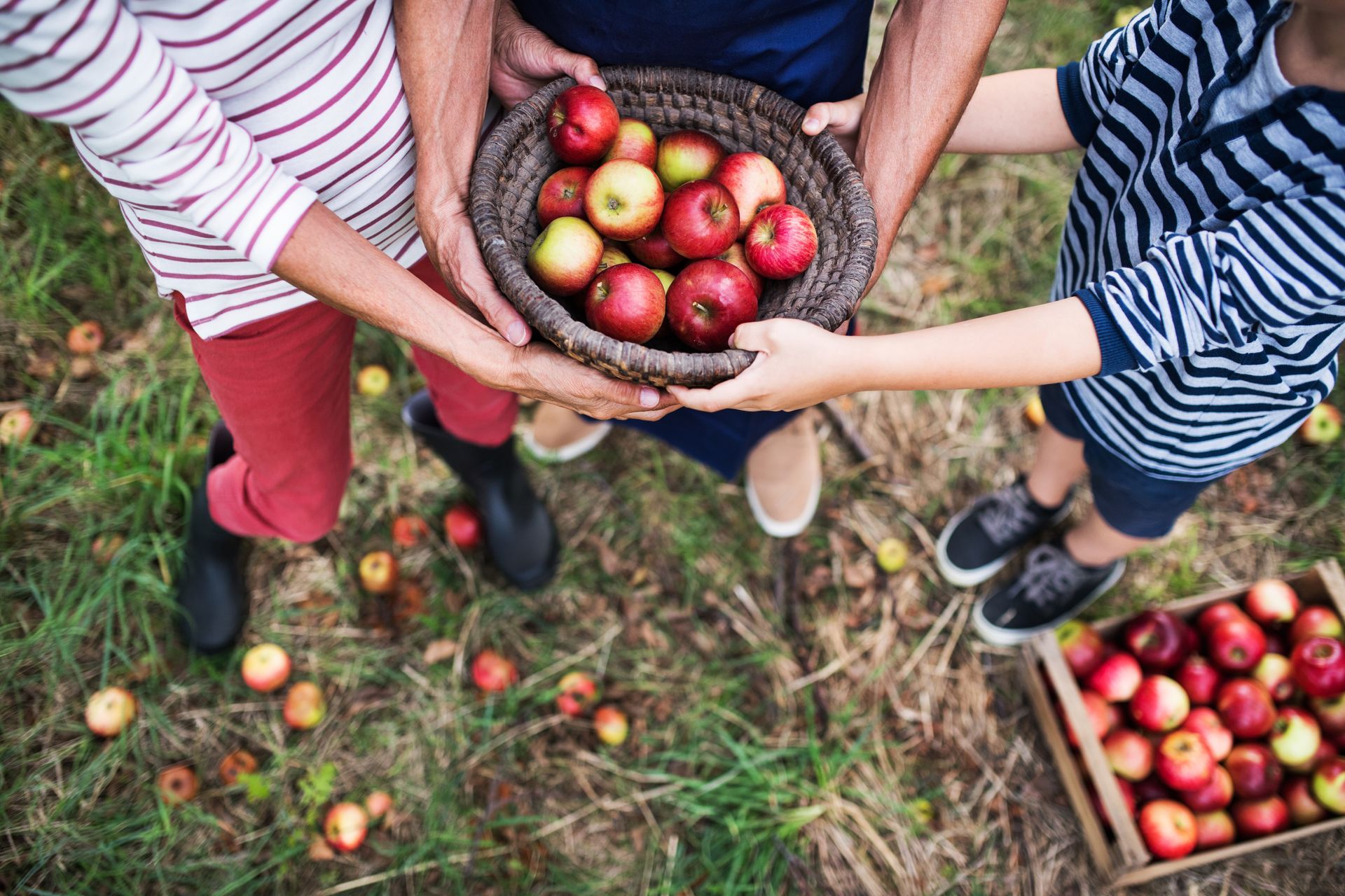 A family is holding a basket of apples in their hands.