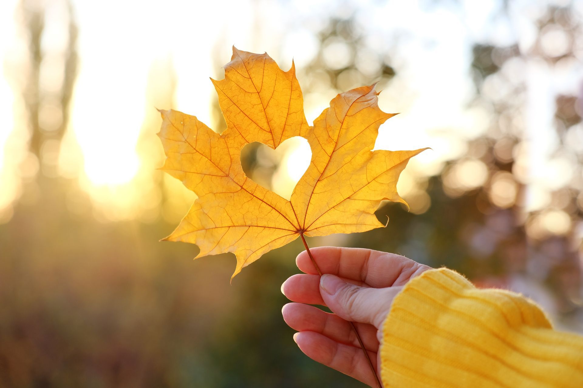 A person is holding a maple leaf with a heart shaped center.