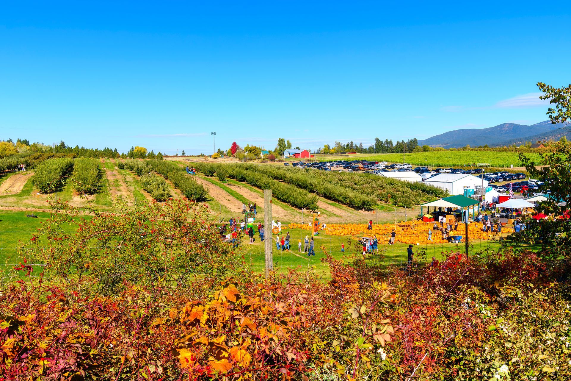 There is a pumpkin patch in the middle of an orchard.