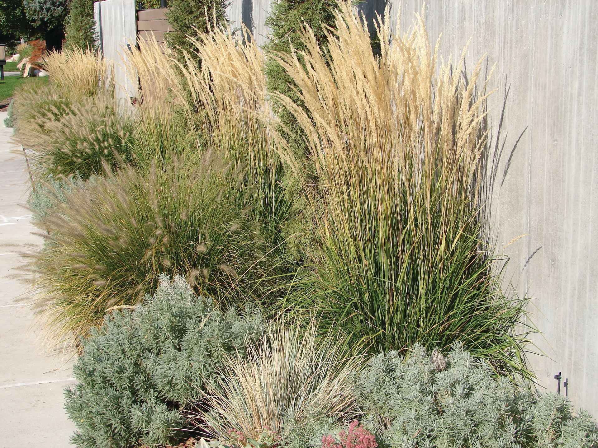 Ornamental grasses and shrubs planted along a wooden fence, with tan and green foliage.