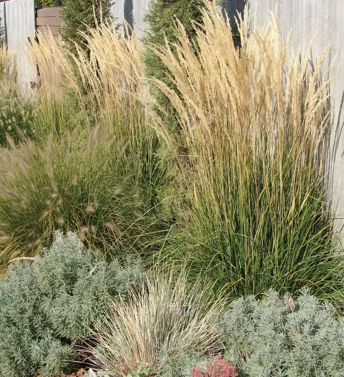 Ornamental grasses and shrubs planted along a wooden fence, with tan and green foliage.