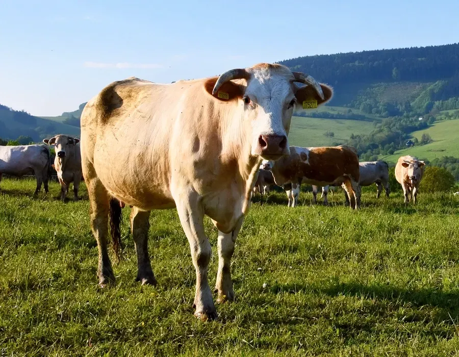 Cattle Yard Equipment