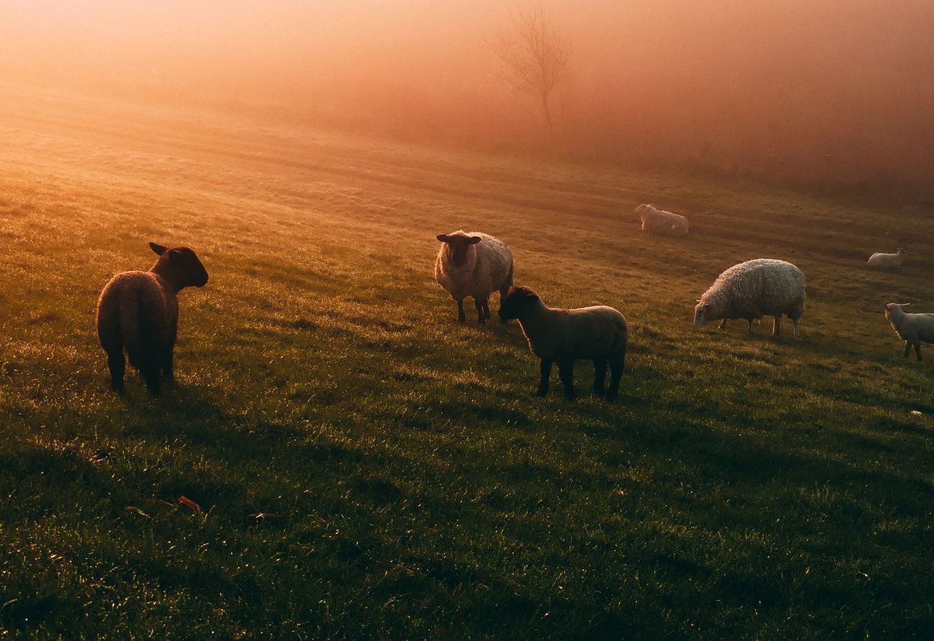 Sheep Yard Equipment
