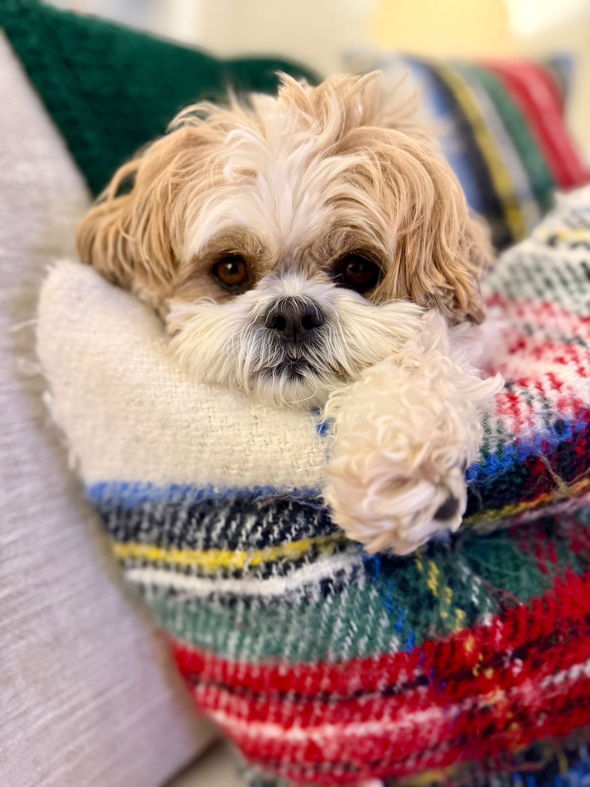 A small, light-brown and white dog resting its chin and one paw on a cozy, multi-colored plaid blanket.