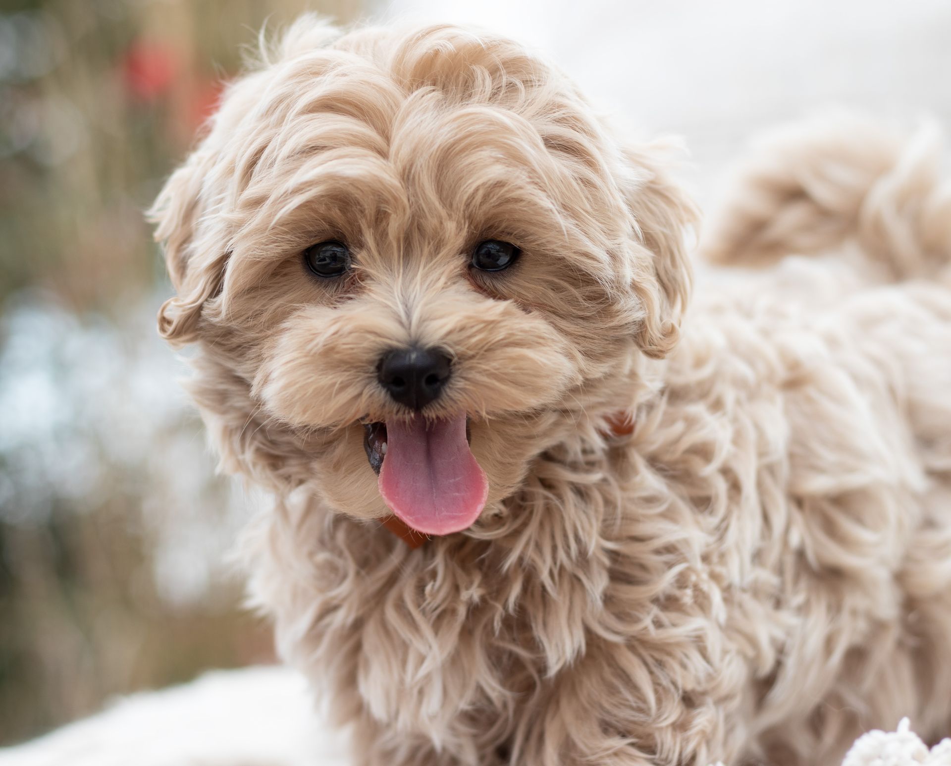 A fluffy, light-tan puppy with curly fur and a happy expression, standing outdoors with its tongue out.